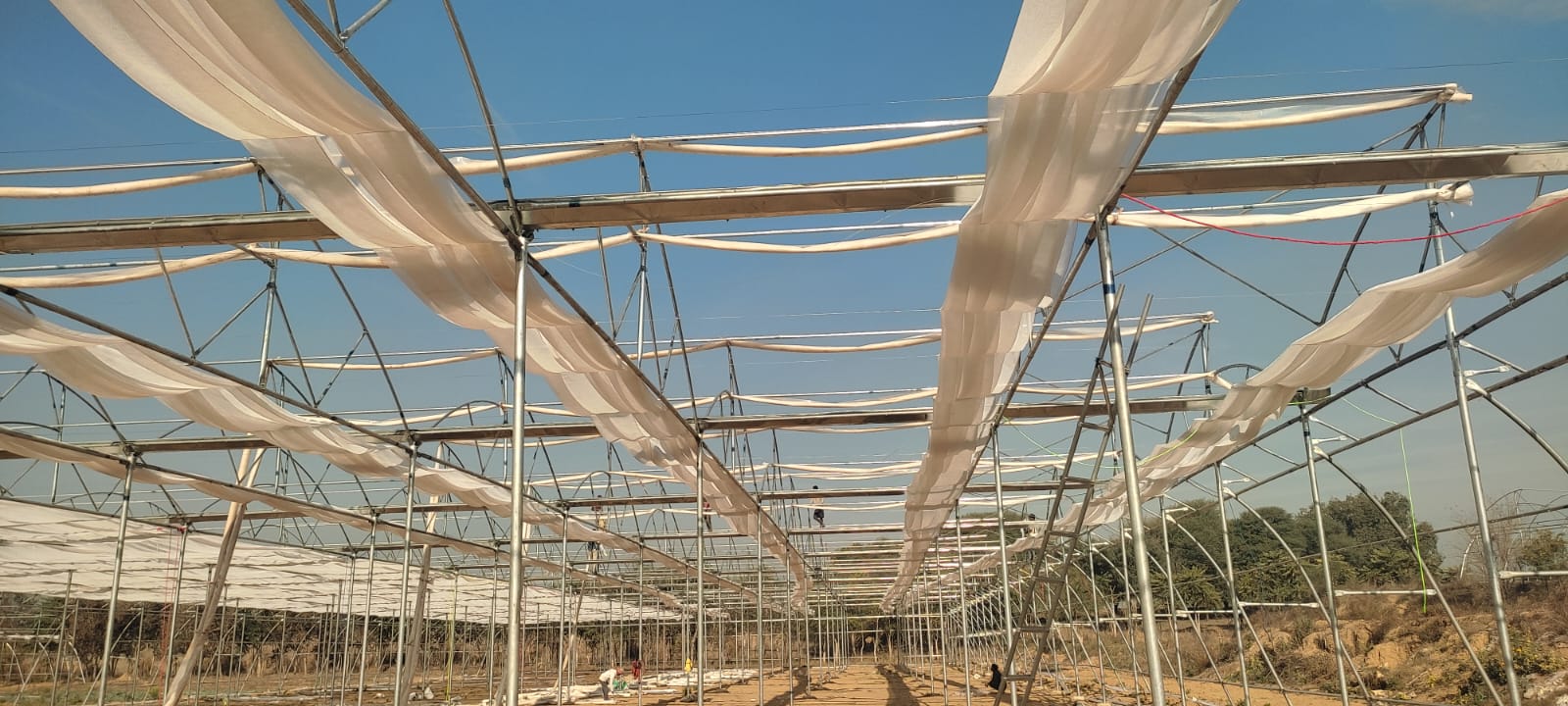 Greenhouse Project 41